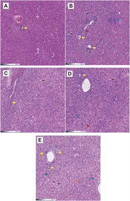 Evaluation of the efficacy of humic acids to counteract the toxic effects of aflatoxin B1 in turkey poults